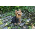 thumbnail image 1 of Hi-Line Gift Ltd Dog, Yorkshire Terrier Sitting, 1 of 5