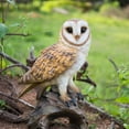 thumbnail image 1 of Hi-Line Gift Ltd. Barn Owl On Branch Statue, 1 of 4