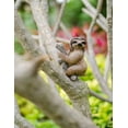 thumbnail image 1 of Hi-Line Gift PET Sloth 6.50 inches Sloth Garden Statue, Intricate details, 1 of 3