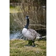 thumbnail image 1 of Hi-Line Gift Standing Canada Goose Statue, Grey/Natural, 1 of 7
