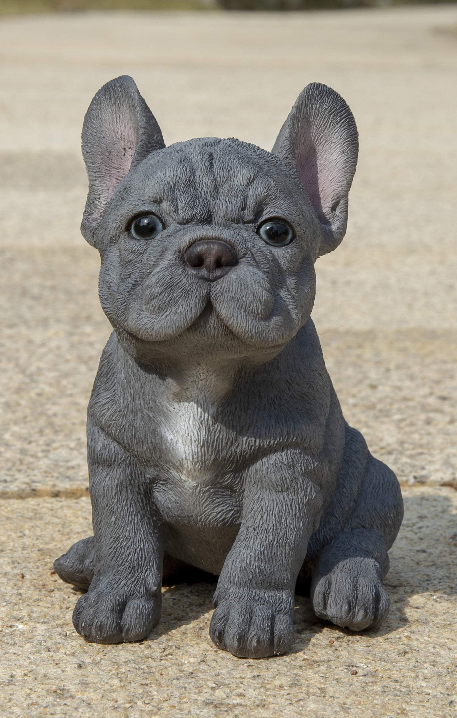 Fashion grey blue french bulldog puppy