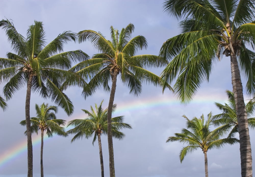 Hi Oahu Rainbow And Coconut Palm Trees Over Pearl Harbor Canvas Art - Greg Vaughn Design Pics (16 x 11)