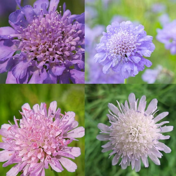 HiGro Mix Scabiosa ~50 Seeds—Pincushion Flower Variety—Unique Lavender, Blush & Ivory Mix—18-24” Bushy Upright Plants—Pollinator Favorite—Perennial for Zones 5-91-105 Days