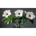 thumbnail image 1 of Hibiscus Bonsai Tree Seeds for Planting (50 Seeds) - Rose of Sharon, 1 of 1