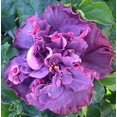 thumbnail image 1 of Hibiscus Cajun Color Bayou Rose, Starter Plant, 1 of 9