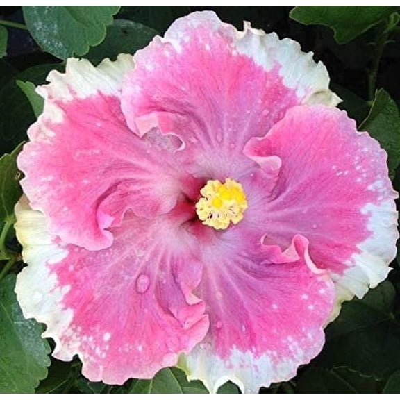 Hibiscus Cajun Color Cest Bon, Starter Plant