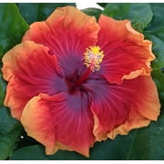 Hibiscus Cajun Color Imperial Dragon, Starter Plant