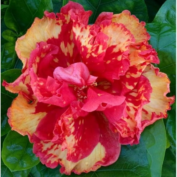 Hibiscus Cajun Color Live Plant, High Definition Starter Plant