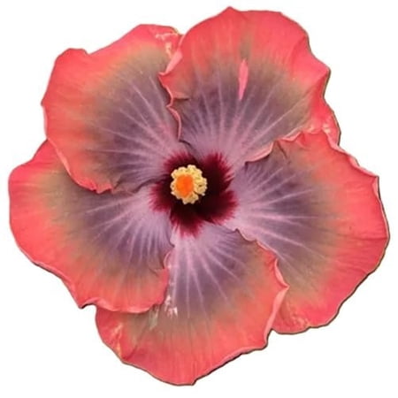 Hibiscus Cajun Color Live Plant, Tropical Flowering, Fifth Dimension Starter Plant