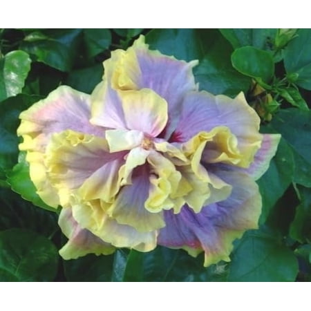 Hibiscus Cajun Color Live Plant Tropical Flowering Shrub Gator Magic Starter Plant Hibiscus Hybrid for Garden or Patio Exotic Flowers, Hibiscus Starter Plant