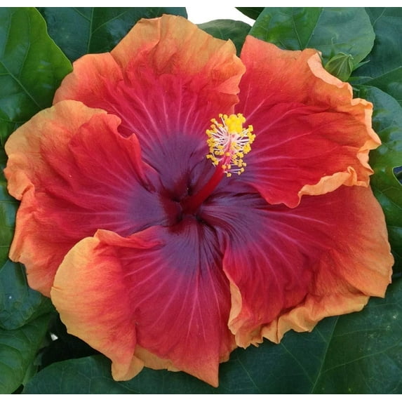 Hibiscus Cajun Color Live Plant Tropical Flowering Shrub Imperial Dragon 4 Inch Pot Hibiscus Hybrid for Garden or Patio Exotic Imperial Dragon Flowers, Perennial Hibiscus 4 Inch Pot