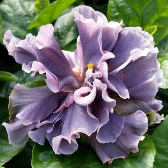Hibiscus Cajun Color Live Plant Tropical Flowering Shrub Marianne Charlton Starter Plant Hibiscus Hybrid for Garden or Patio Exotic Flowers, Hibiscus Starter Plant