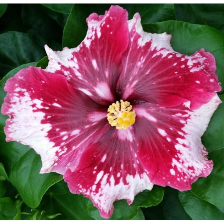 Hibiscus Cajun Color Purple Magic Starter Plant