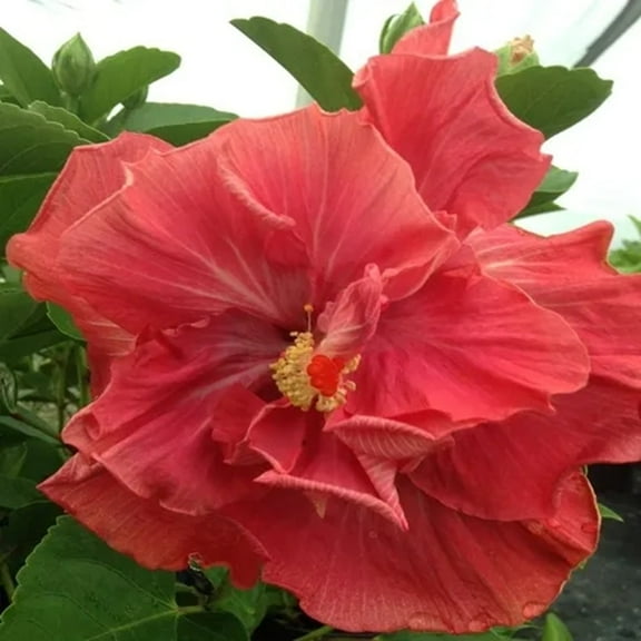 Hibiscus Cajun Color Rum Rascal Starter Plant Hybrid Big Double Flowers