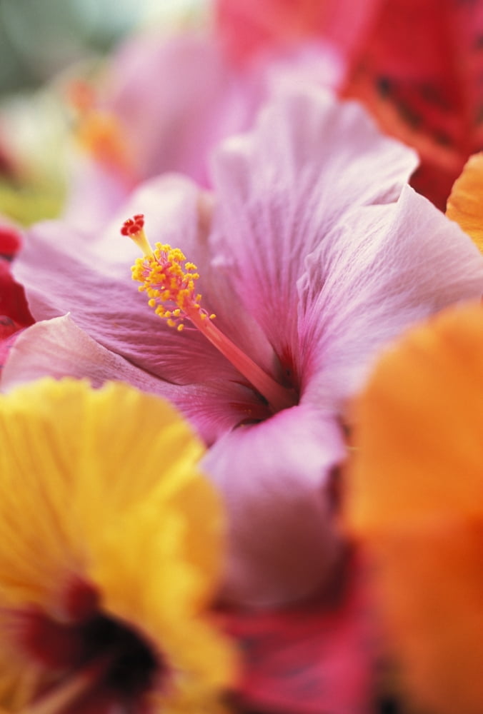 Hibiscus Flower Arrangement With Soft Focus Close-Up Detail Subtle Colors Canvas Art - Kyle Rothenborg Design Pics (22 x 34)