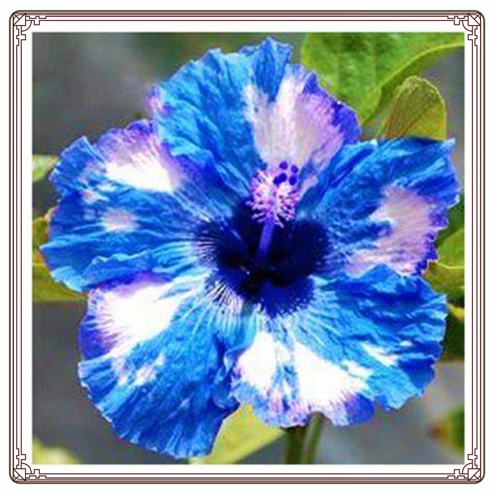 Hibiscus For Sale Near Me Home Garden Solutions