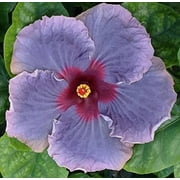 Hibiscus Cajun Color Live Plant Tropical Flowering Shrub Blue Jean Baby Starter Plant, Hibiscus Hybrid for Garden or Patio Exotic Blue Jean Baby Flowers, Perennial Hibiscus Starter Plant