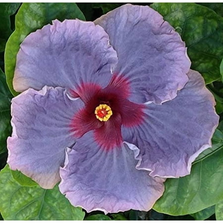 Hibiscus Cajun Color Live Plant Tropical Flowering Shrub Blue Jean Baby Starter Plant, Hibiscus Hybrid for Garden or Patio Exotic Blue Jean Baby Flowers, Perennial Hibiscus Starter Plant