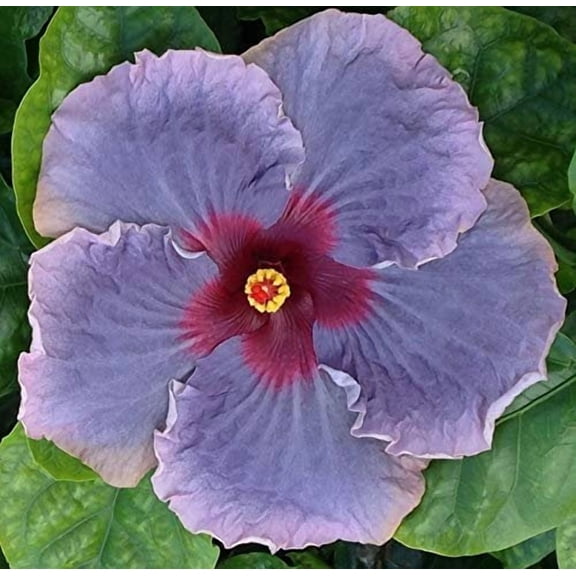 Hibiscus Cajun Color Live Plant  Tropical Flowering Shrub  Blue Jean Baby Starter Plant, Hibiscus Hybrid for Garden or Patio  Exotic Blue Jean Baby Flowers, Perennial Hibiscus Starter Plant