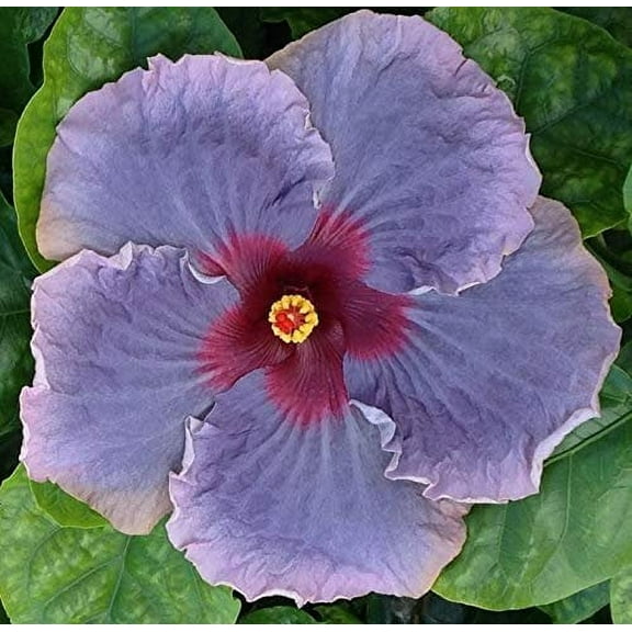 Hibiscus Flower Shrub, Cajun Color Blue Jean Baby, Starter Plant