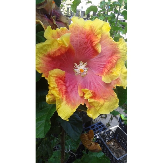 Hibiscus Cajun Color Live Plant Tropical Flowering Shrub Bon Temp Starter Plant Hibiscus Hybrid for Garden or Patio Exotic Bon Temp Flowers, Perennial Hibiscus Starter Plant
