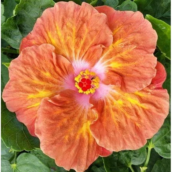 Hibiscus Flower Shrub, Cajun Color Caramel Dawn, Starter Plant