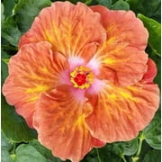 Hibiscus Flower Shrub, Cajun Color Caramel Dawn, Starter Plant