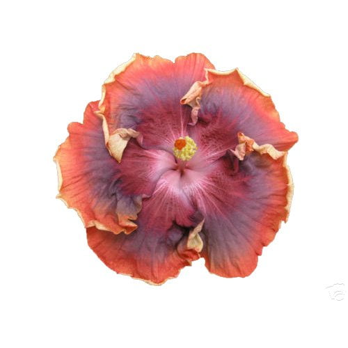 Hibiscus Cajun Color Live Plant Tropical Flowering Shrub Night Runner Starter Plant Hibiscus Hybrid for Garden or Patio Exotic Night Runner Flowers, Perennial Starter Plant