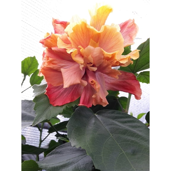 Hibiscus Cajun Color Live Tropical Plant Tropical Flowering Shrub Queen of Dream Starter Plant- Hibiscus Hybrid for Garden or Patio Exotic Queen of Dream Flowers Starter Plant