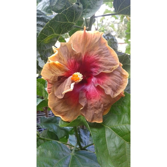 Hibiscus Cajun Color Live Plant Tropical Flowering Shrub Voodoo Magic Starter Plant, Hibiscus Hybrid for Garden or Patio Exotic Voodoo Magic Flowers, Perennial Hibiscus Starter Plant