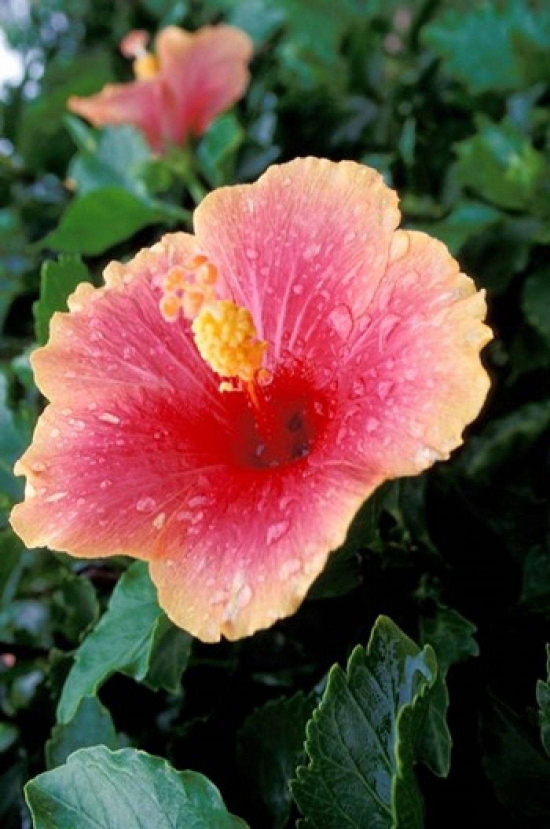 Hibiscus Flower in Bloom St Kitts Caribbean Canvas Art - Peter Skinner DanitaDelimont (24 x 36)