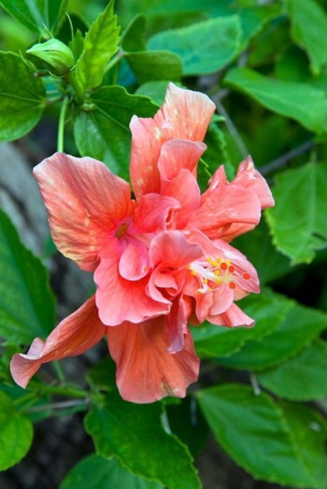 Hibiscus Flowers Antigua West Indies Caribbean Canvas Art - Nico Tondini DanitaDelimont (24 x 36)