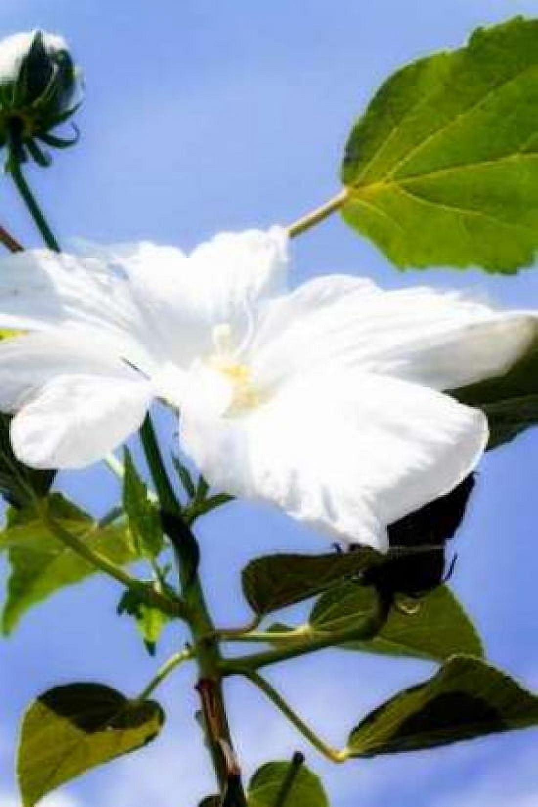 Hibiscus I Canvas Art - Alan Hausenflock (20 x 28)