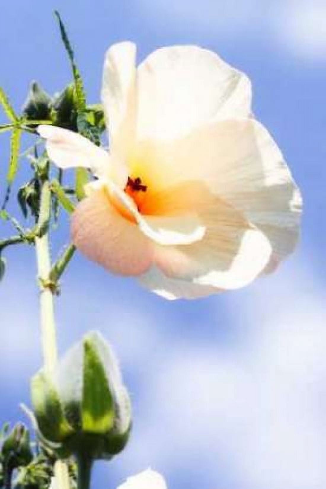 Hibiscus II Canvas Art - Alan Hausenflock (20 x 28)