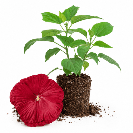Hibiscus Live Plant, Hardy Hibiscus Flower Plant, Hibiscus Flowering Shrub 5-8 Inch Tall (Red Blooms)
