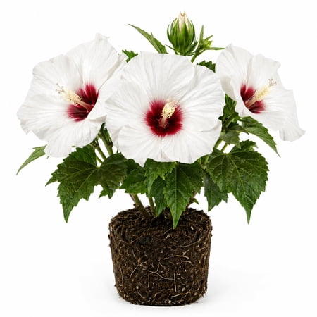 Hibiscus Live Plant, Hardy Hibiscus Flower Plant, Hibiscus Flowering Shrub 5-8 Inch Tall (White Blooms)