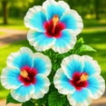 thumbnail image 1 of Hibiscus, Low Maintenance - Easy Grow - Ideal for Beds Borders, Plant Pots & Planters, 1 of 2