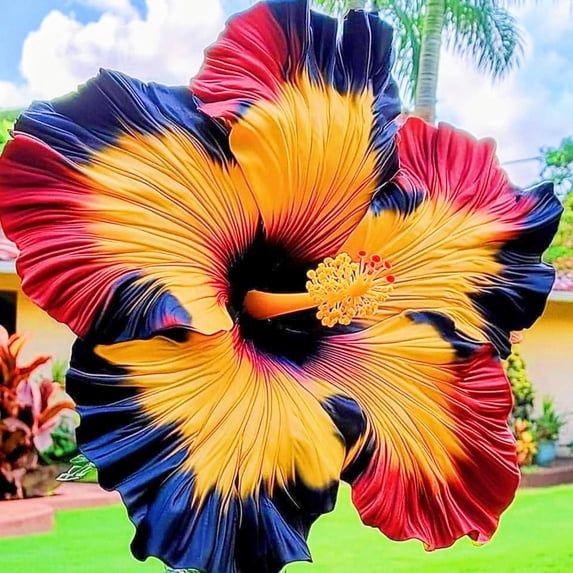Hibiscus, Low Maintenance - Easy Grow - Ideal for Beds Borders, Plant Pots & Planters