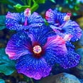 thumbnail image 1 of Hibiscus, Low Maintenance - Easy Grow - Ideal for Beds Borders, Plant Pots & Planters, 1 of 2