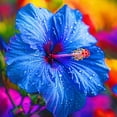 thumbnail image 1 of Hibiscus, Low Maintenance - Easy Grow - Ideal for Beds Borders, Plant Pots & Planters, 1 of 2