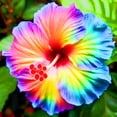 thumbnail image 1 of Hibiscus, Low Maintenance - Easy Grow - Ideal for Beds Borders, Plant Pots & Planters, 1 of 2