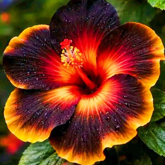 Hibiscus, Low Maintenance - Easy Grow - Ideal for Beds Borders, Plant Pots & Planters