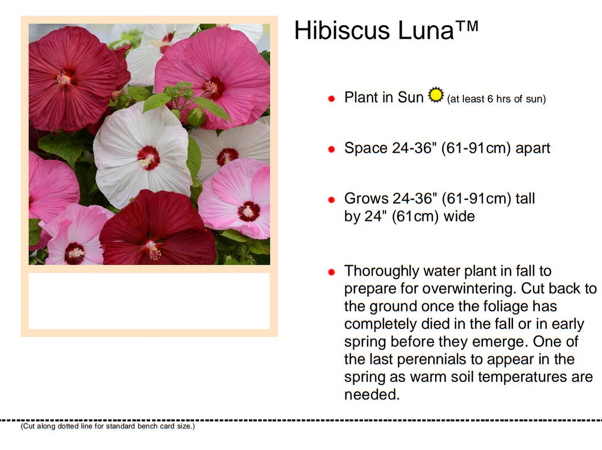 Hibiscus Luna Mix Live Plants/Plugs 5 "baby" Plants