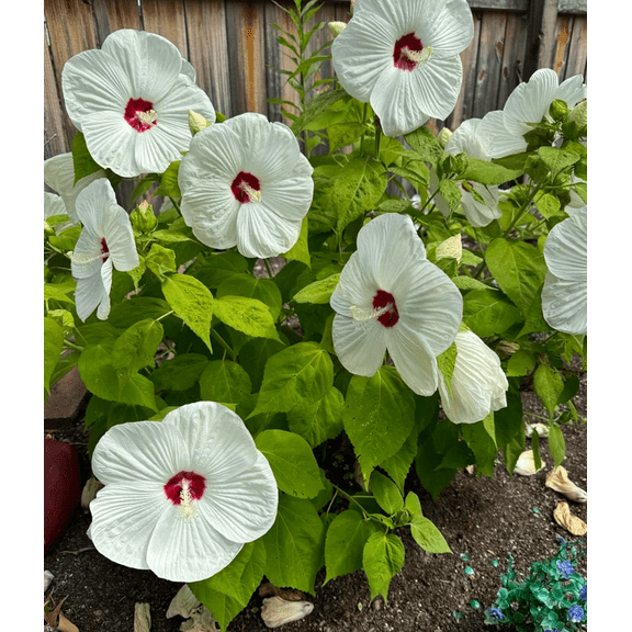 Hibiscus Luna White Live Plant, 4-7 Inch Tall Hardy Rose Mallow Starter, Elegant White Flowering Hibiscus for Garden Beds, Patio Containers & Landscape Planting