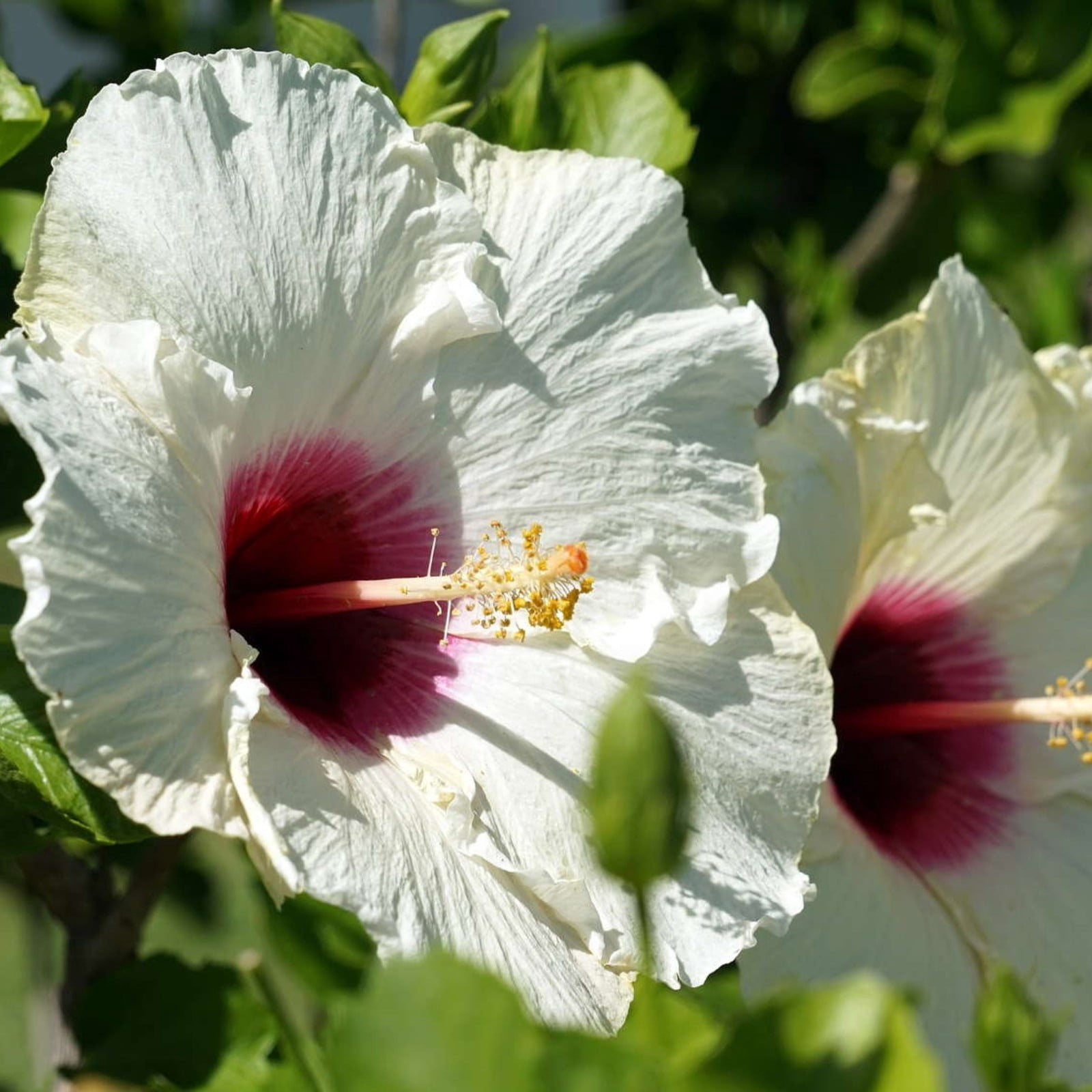 Hibiscus Plant Bulbs,Hibiscus Plant Perennial,Iridescent,Hibiscus