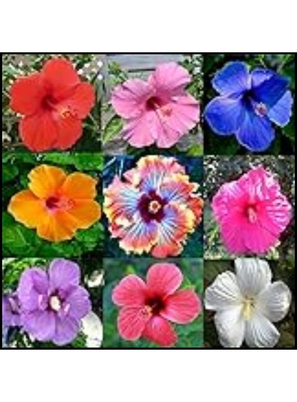 Hibiscus Plants in Garden Bushes - Walmart.com