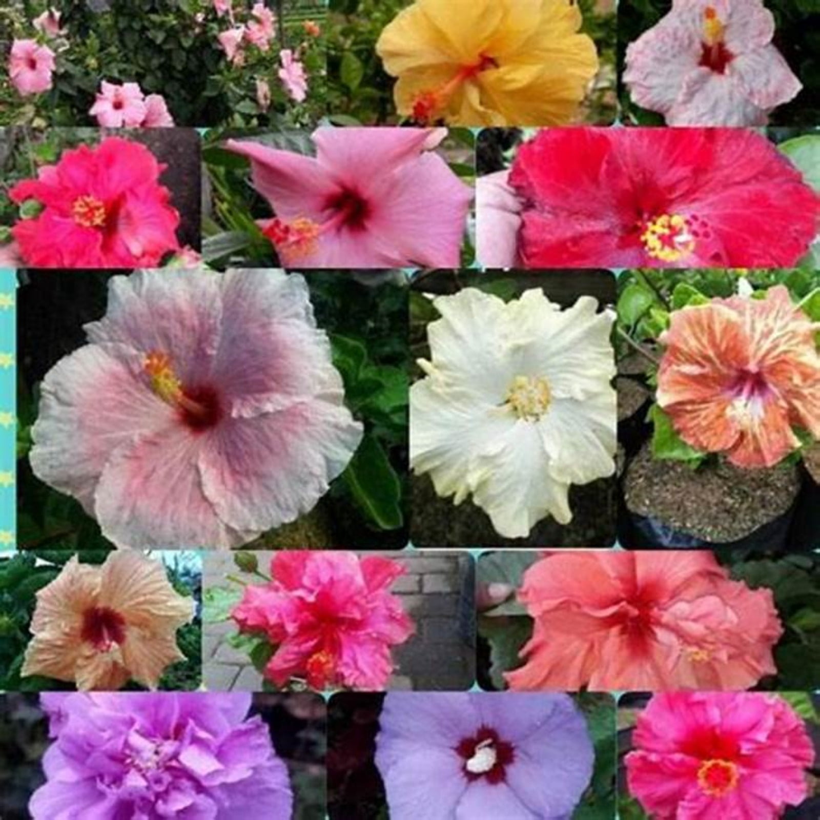 Hibiscus Plant Bulbs,Iridescent,Hibiscus Bulbs For Sale,Hibiscus Plants
