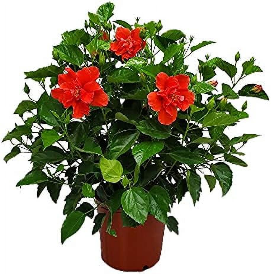 Hibiscus Plant Live Double Red Hibiscus Bush Flowering Plants Red