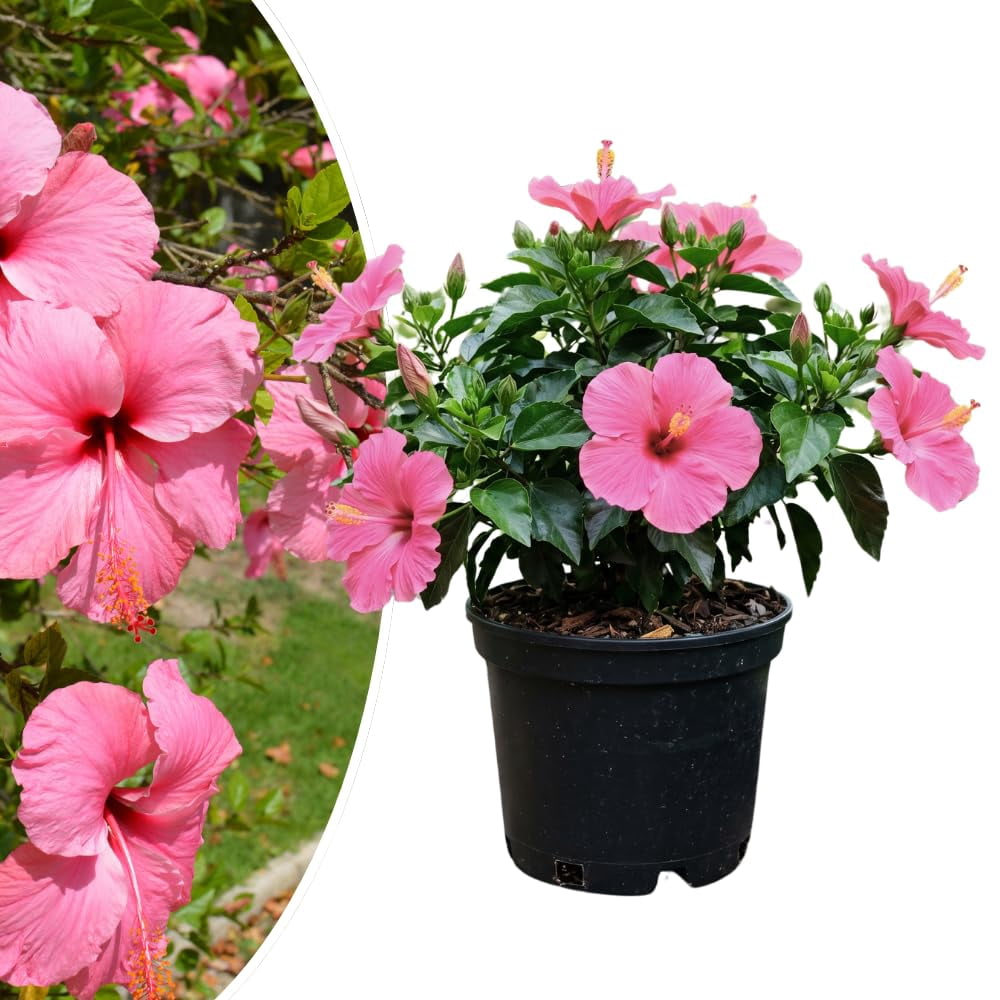 Hibiscus Plant Live, Hardy Hibiscus Live Plant for Outdoor