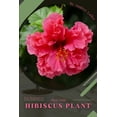 thumbnail image 1 of Hibiscus Plant: Plant Guide, (Paperback), 1 of 1